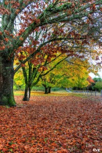 fall_autumn_trees